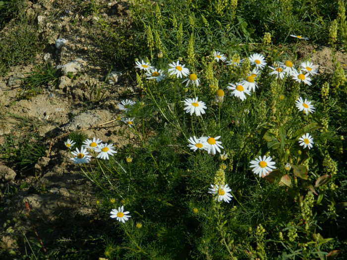 DSCN1462 - 5 VACANTA SEPTEMBRIE 2012