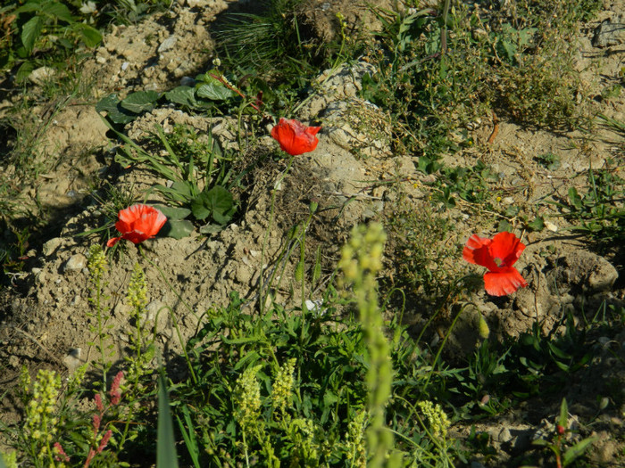 DSCN1463 - 5 VACANTA SEPTEMBRIE 2012