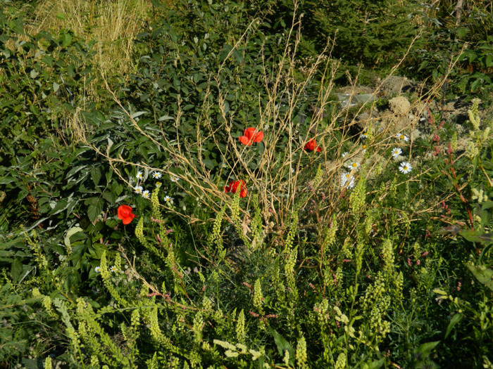 DSCN1464 - 5 VACANTA SEPTEMBRIE 2012