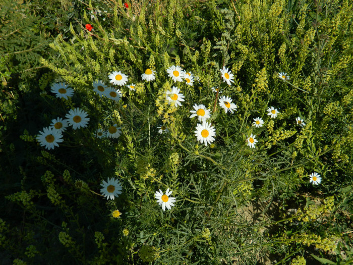 DSCN1465 - 5 VACANTA SEPTEMBRIE 2012