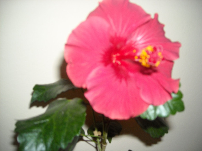 Hibiscus Helene