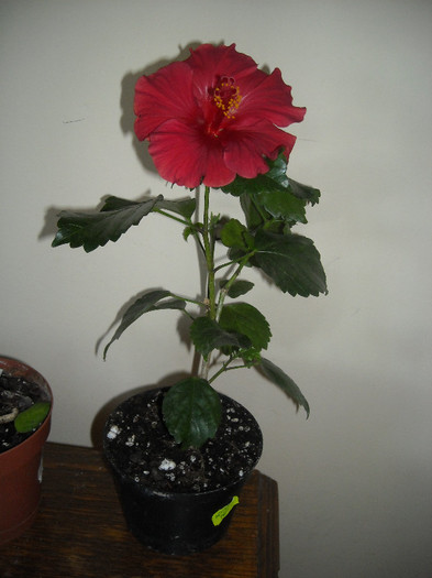 Hibisus Helene