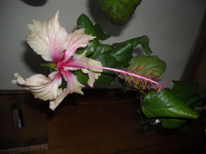 Hibiscus Rowenas Wedding