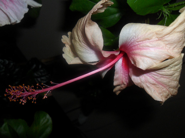 Hibiscus Rowenas Wedding
