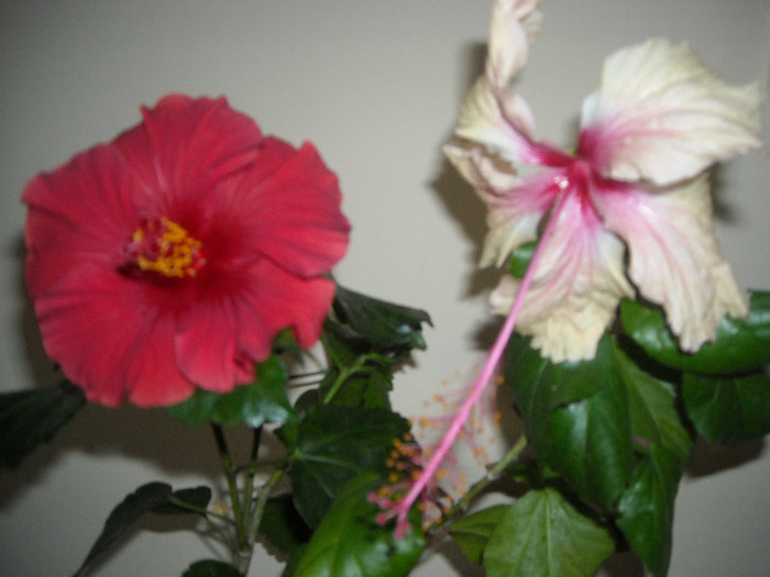 Hibiscus Helene + Rowenas Wedding