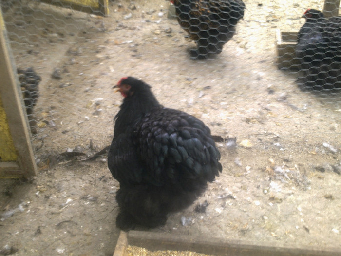 29092012868 - 4 octombrie 2012