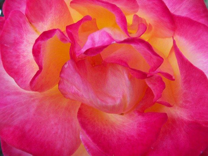 101_5179 - EMERAUDE D_OR