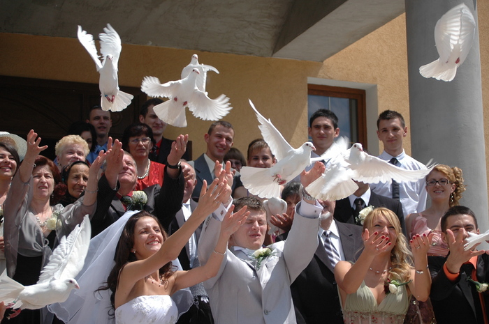 porumbei albi nunta - colombi bianchi