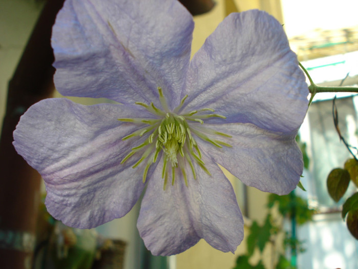 Clematis viticella "Prince Charles" - Clematis 2012