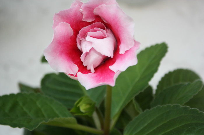 IMG_6140 - Gloxinii si strepto