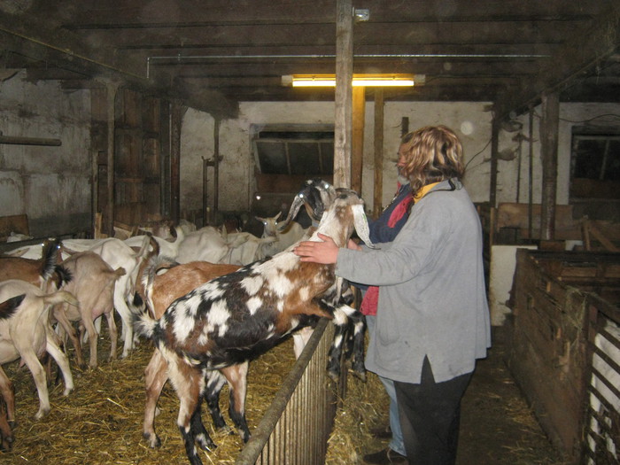 capre sanne si anglo nubiene - vizita crescatoriilor de iepuri oi si gaini din zona -sucevei-vaslui