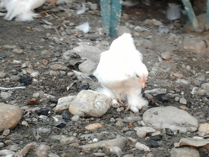 2012-10-02 09.09.40 - cochinchina pitic alb