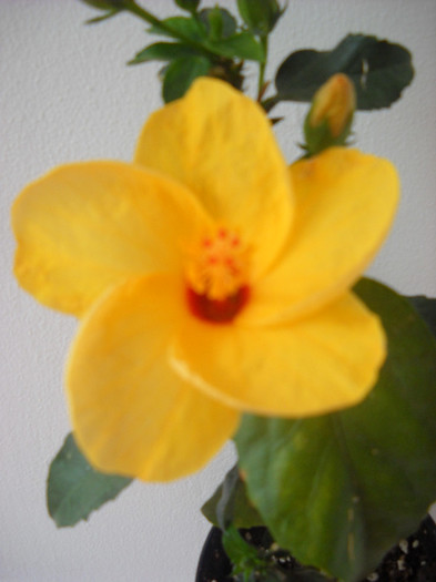 2 octombrie - HIBISCUS - 2012