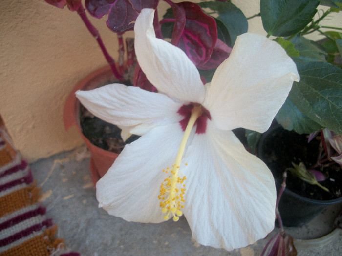 100_4588 - hibiscus