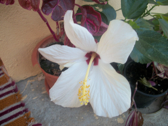 100_4589 - hibiscus
