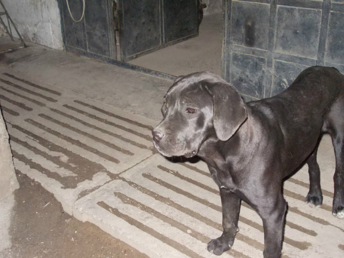 de vanzare la 8 luni - cane corso