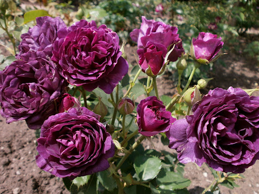 minerva rose