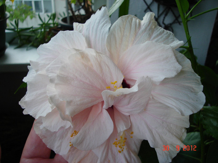 DSC07733 - HIBISCUS