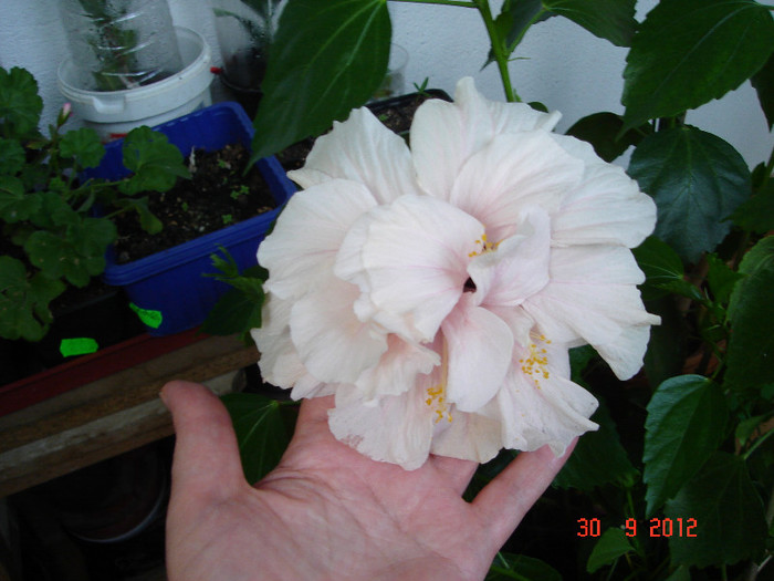 DSC07736 - HIBISCUS