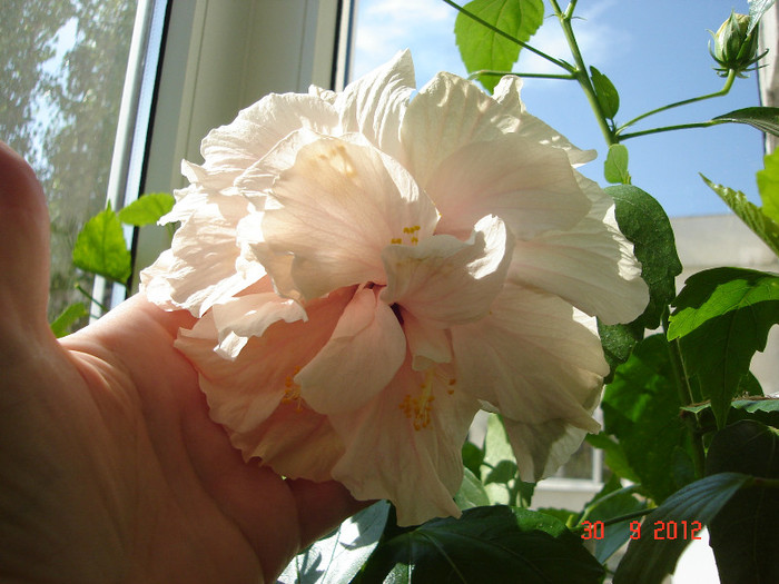 DSC07732 - HIBISCUS