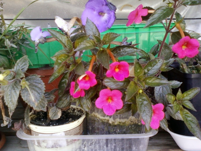 4 oct 2012-flori 001