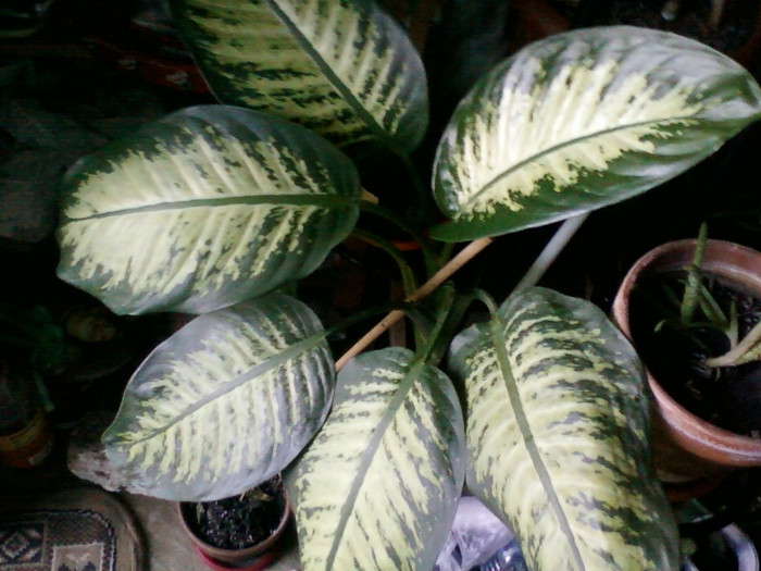 dieffenbachia