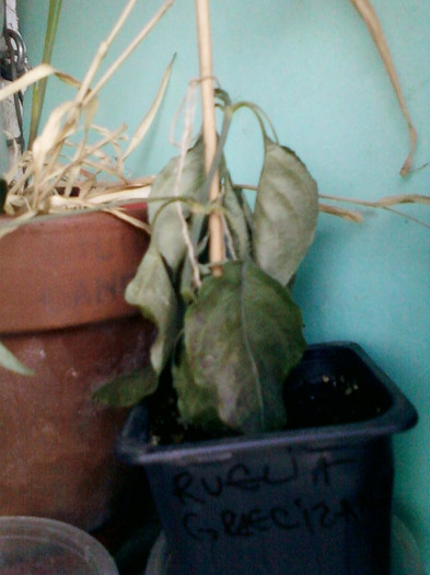 ruelia graecizans...a murit - octombrie 2012-flori