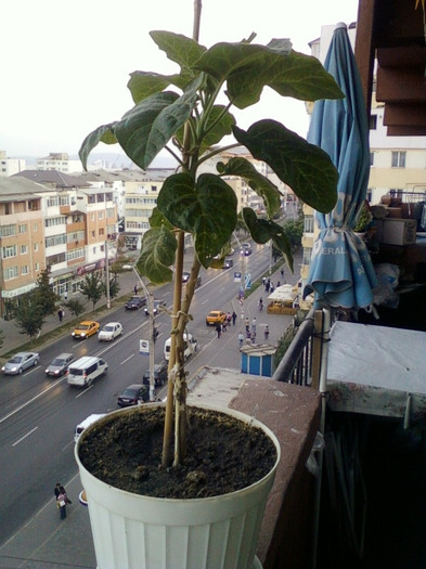 brugmansia sanguinea(rosie) - octombrie 2012-flori