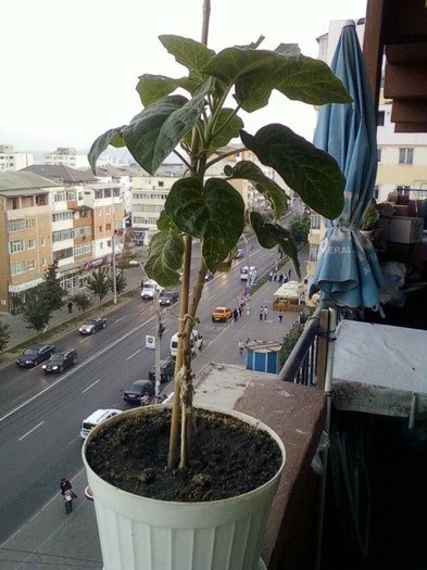 4 oct 2012-flori 060