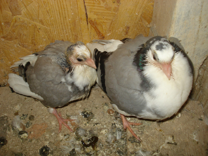 noua generatie 2012; noua generatie 2012
