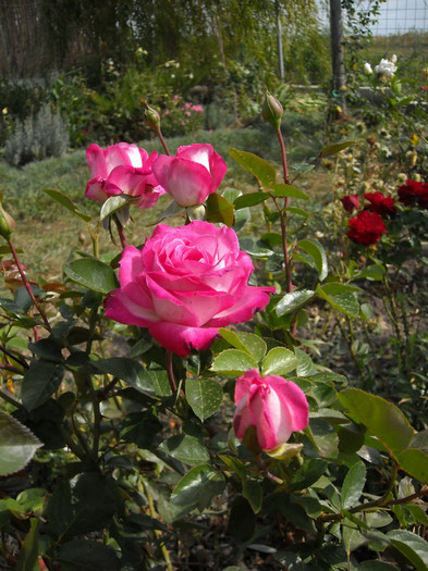 Rose Gaujard - Trandafiri