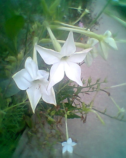 Photo^^0197 - flori de gradina 2012