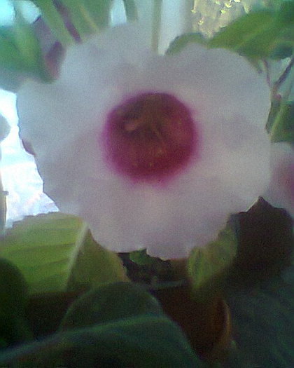 Photo^^0214 - diverse flori 2012