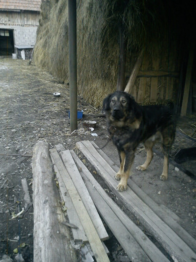 DSC00028 - CAINII MEI