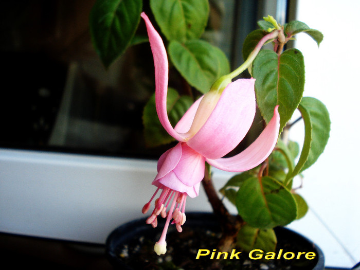 Pink Galore (5-10-2012)1 - Fucsii