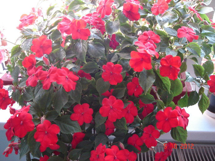 DSC07751 - jardiniera cu impatiens