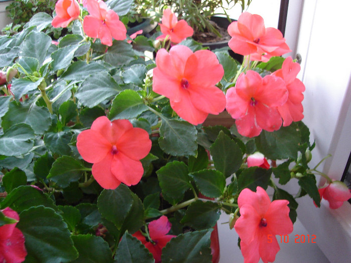 DSC07756 - jardiniera cu impatiens