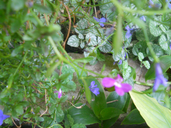 DSCN3487 - A21TOAMNA 2012