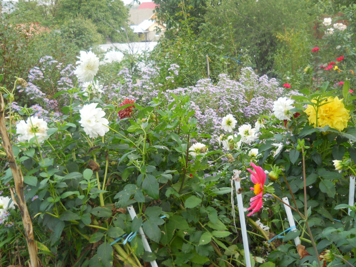 DSCN3489 - A21TOAMNA 2012