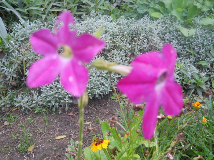 DSCN3527