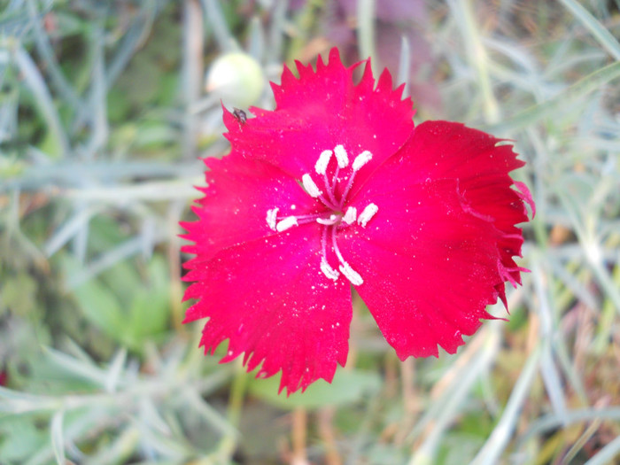 DSCN3534