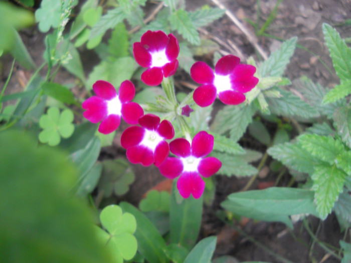 DSCN3535