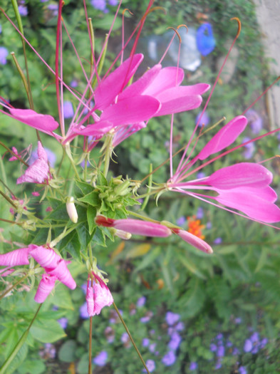 DSCN3536