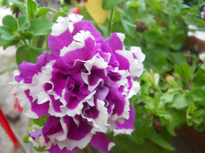 DSCN3543