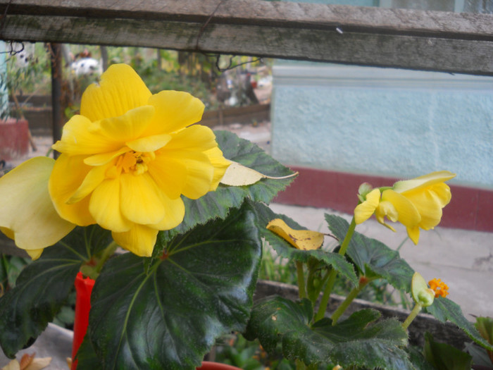 DSCN3546