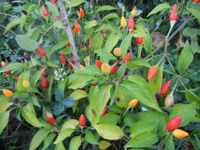 Purple Chili Peppers (2012, Sep.30)