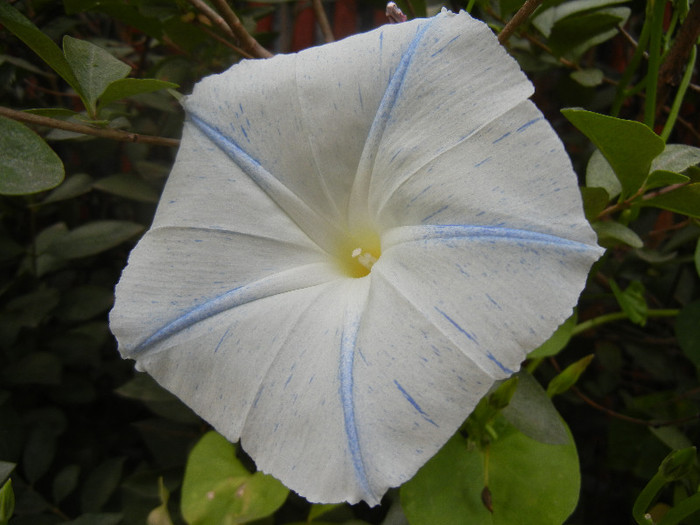 Ipomoea Flying Saucers (2012, Oct.02)