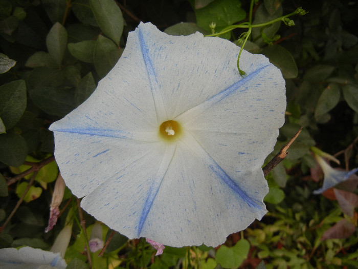 Ipomoea Flying Saucers (2012, Oct.02) - Flying Saucers