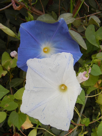 Ipomoea Flying Saucers (2012, Oct.04) - Flying Saucers