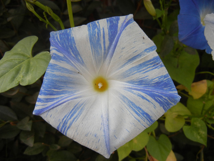 Ipomoea Flying Saucers (2012, Oct.04) - Flying Saucers